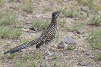 Greater Roadrunner 5786